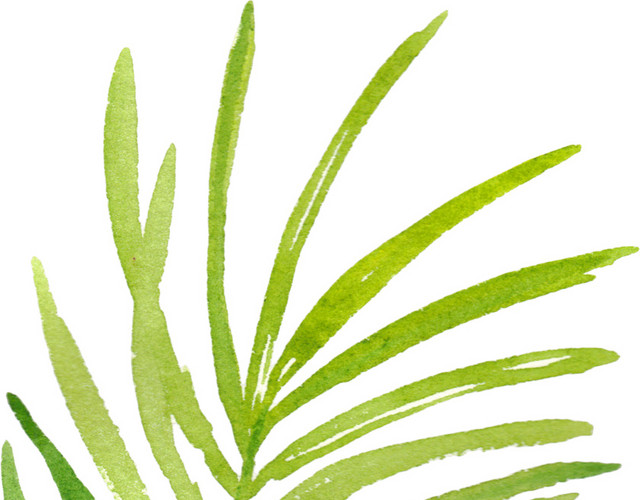 植物绿叶子矢量图