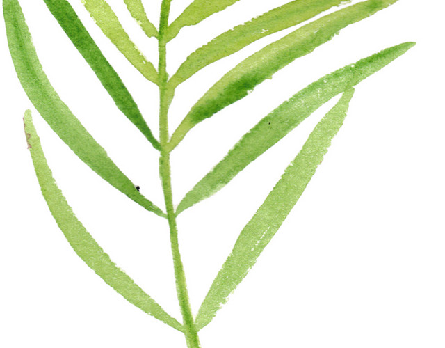 植物绿叶子矢量图