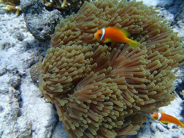 动物海底的海葵和小丑鱼背景图片
