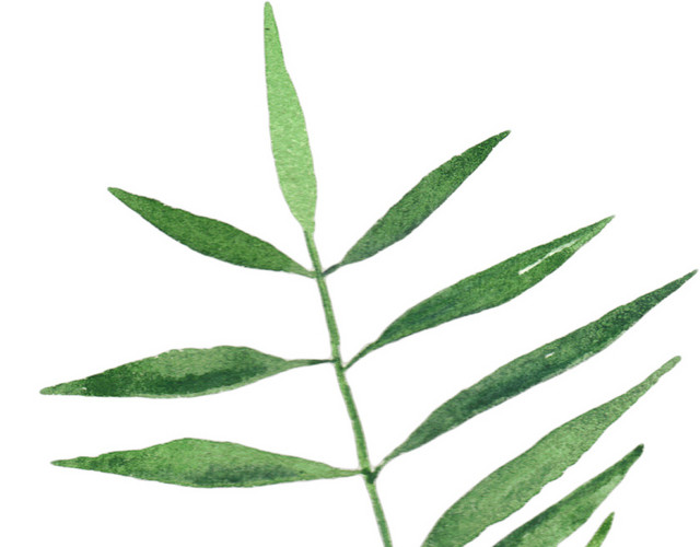柳条枝条