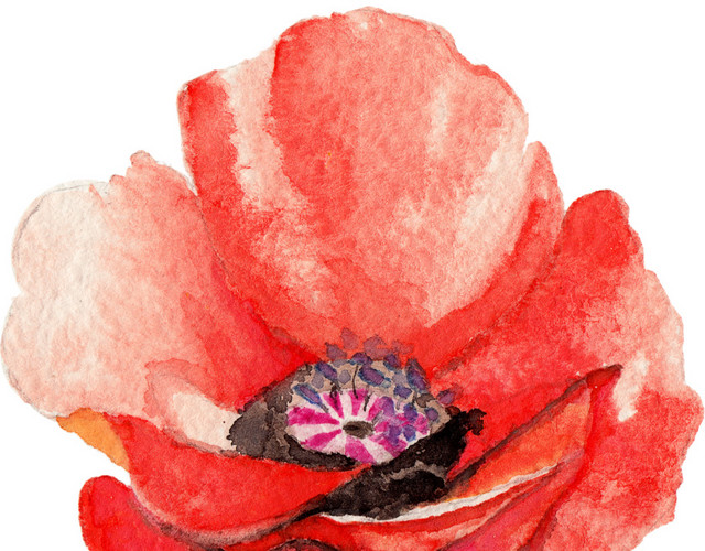 红色花卉