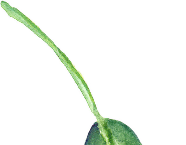 蔬菜叶子