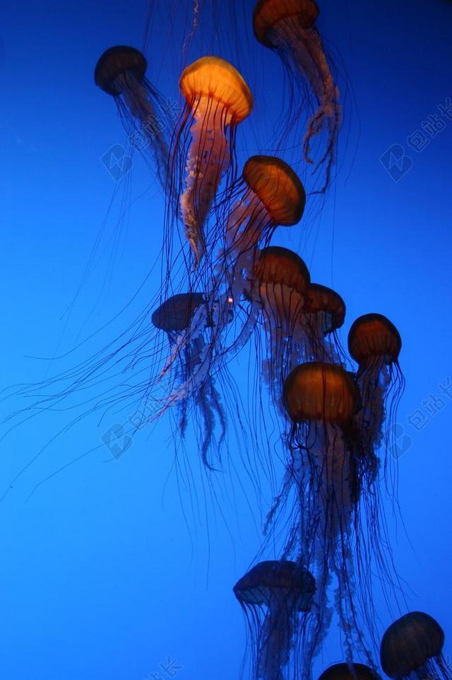 果冻鱼 水族馆 蓝色 鱼缸 海蜇 果冻 亚特兰大水族馆