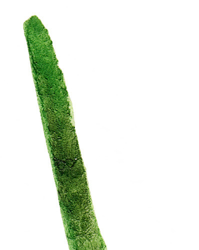 绿色花藤花茎矢量图