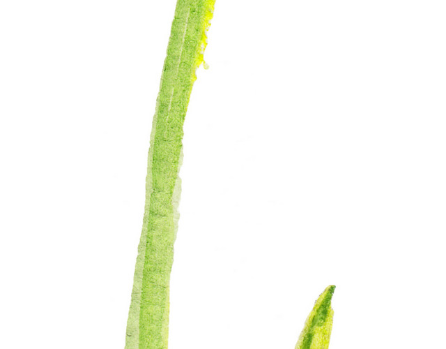 花茎叶片矢量图