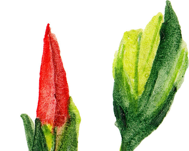 红色小花花苞矢量图