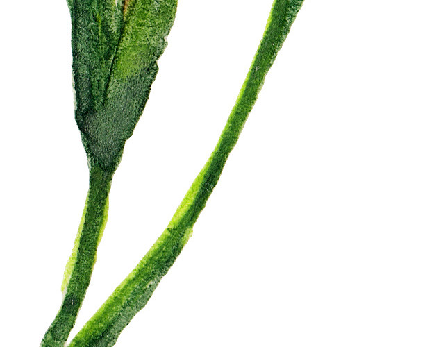 红色小花花苞矢量图