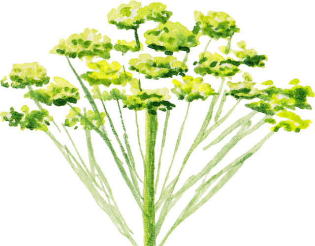 野花矢量图
