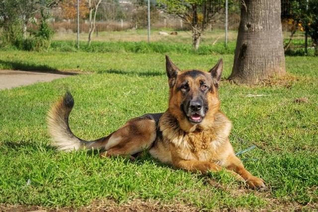 德国牧羊犬 狗 宠物 户外 牧羊人 德国 动物 家养 肖像