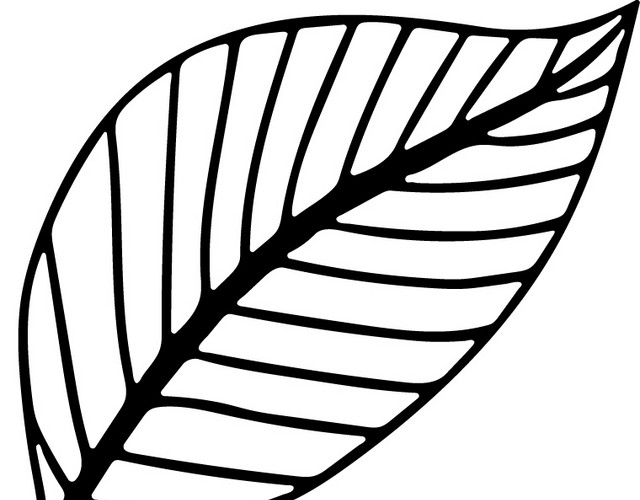 叶子线条纹路植物素材