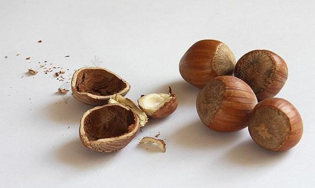 坚果 榛子 壳 核 食品 吃 NUTSHELLS