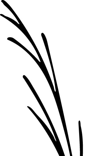 枝条小草叶子植物素材