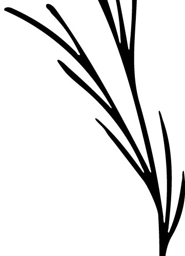 枝条小草叶子植物素材
