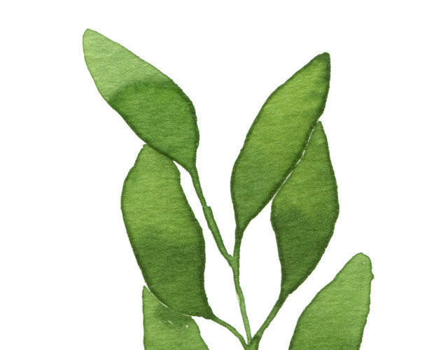 绿植枝条植物墨绿素材