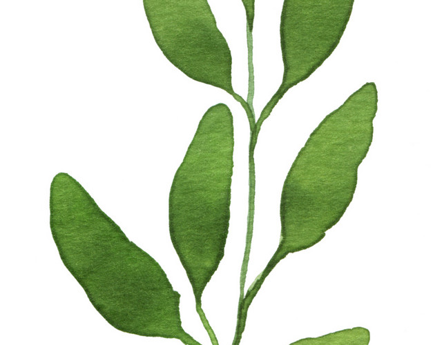 绿植枝条植物墨绿素材