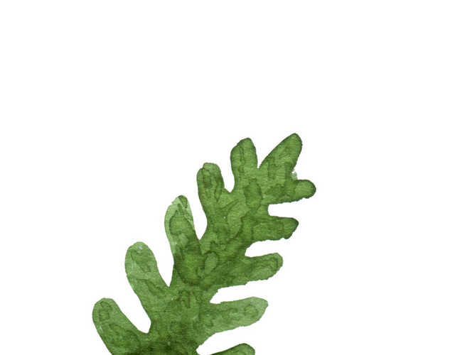 海草状绿色叶子植物素材