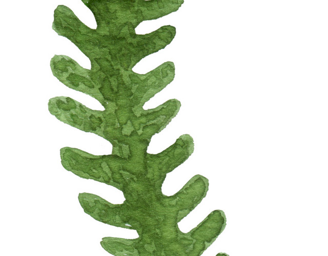 海草状绿色叶子植物素材