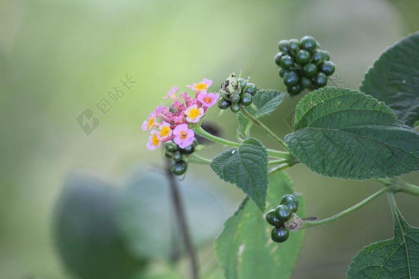 粉红色的花 鲜花 叶子 花瓣 小花 种子 绿色果品 水果 干