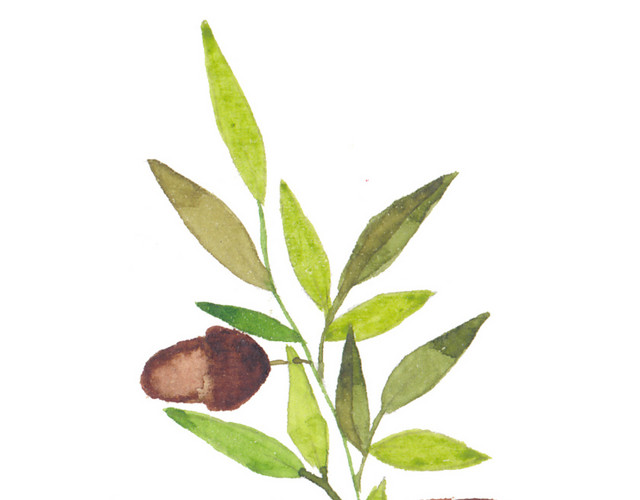 绿叶坚果植物素材