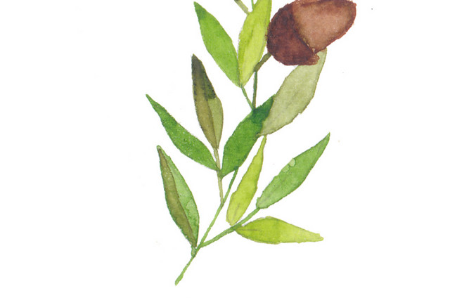 绿叶坚果植物素材