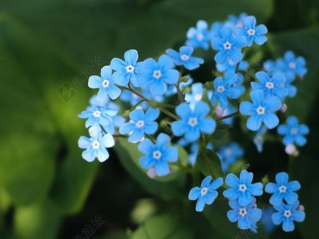 盛开 开花 光明 植物区系 鲜花 特写 花瓣