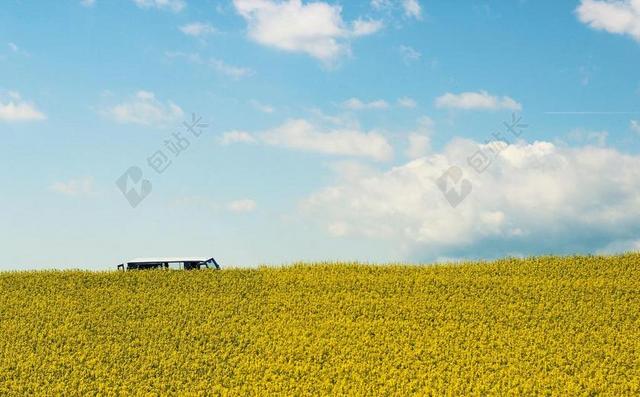 油菜籽场 油菜 夏季 黄色 景观 字段 春天 云 天空