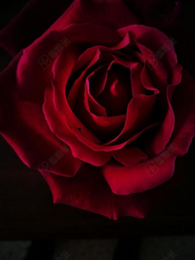 玫瑰 花 黑 红色