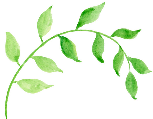 绿色枝条植物叶子素材