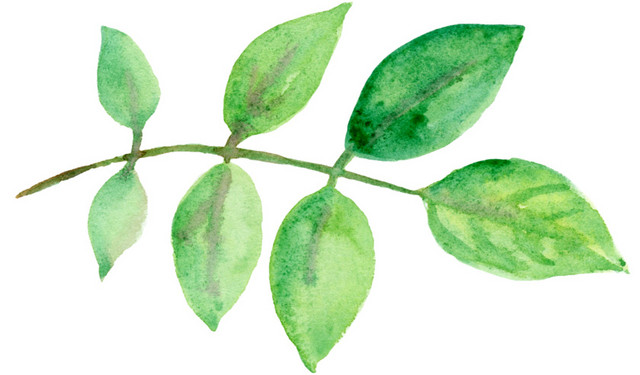 绿色彩墨植物枝条叶子素材