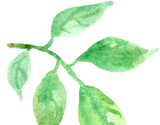 绿色墨色枝条植物素材