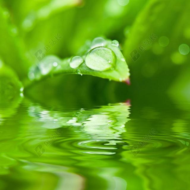 滴 露水 露珠 水 一滴水 叶子 HALM 草 厂 绿色