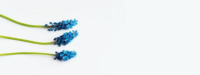 葡萄风信子 蓝色 春天 风信子 MUSCARI 三 指出花