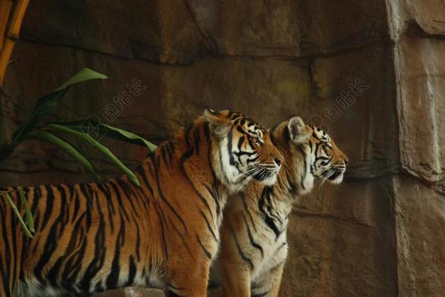 虎 老虎 野生 猫 动物 野生动物 哺乳动物 捕食者 猫的