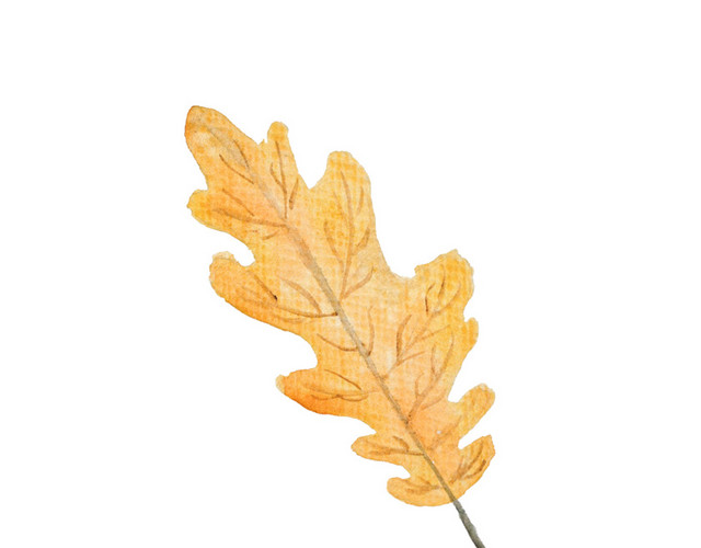 黄色枫叶花纹状叶子植物素材