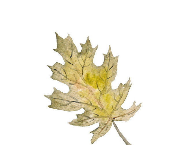 枫叶花纹状叶子植物素材
