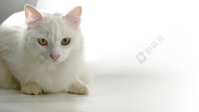 猫 波斯语 动物 凯瑟琳 白皙的皮肤 宠物