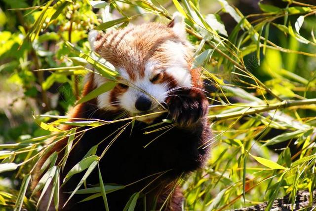 小熊猫 熊猫 哺乳动物 野生动物 自然 竹 中国 熊
