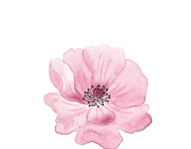粉色花瓣花蕊素材