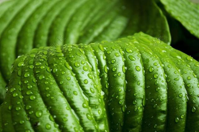 叶 绿色 雨 自然 植物 春 新鲜 特写 有机 增长