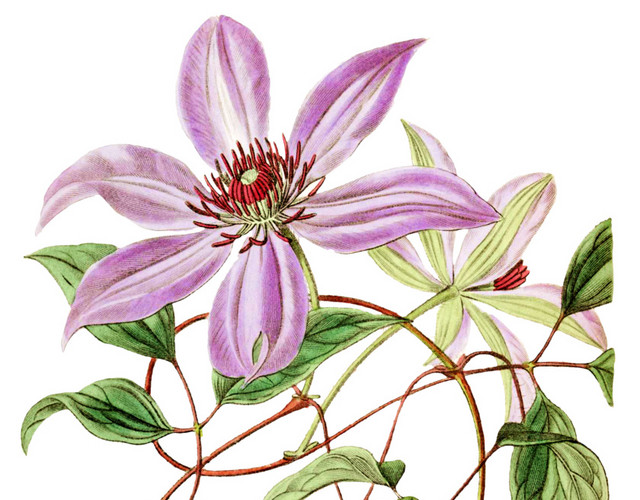 绿色枝条树叶紫色花瓣花蕊素材