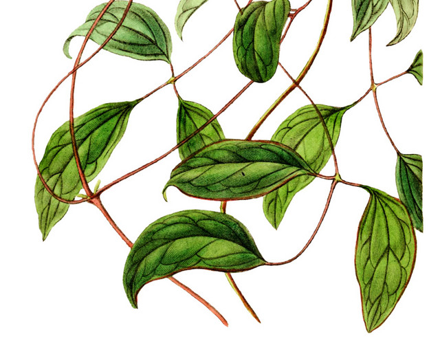 绿色枝条树叶紫色花瓣花蕊素材