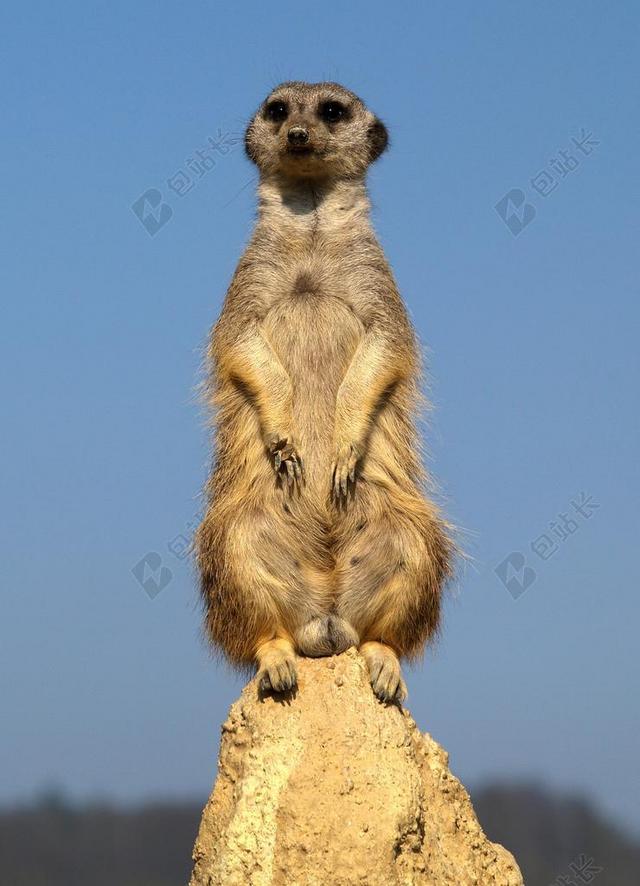 性质 动物 狐獴