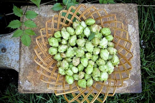 啤酒花 收获 绿色 季节性 蔬菜 农业 种子
