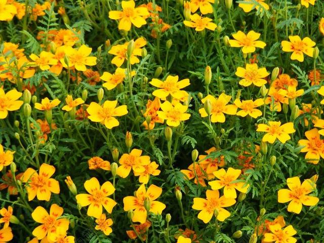 万寿菊 鲜花 野花 花的 植物 自然 开花 盛开 花瓣