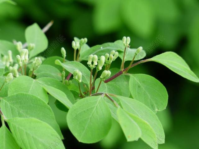 金银花 XYLOSTEUM 金银花 布什 叶子 鲜花 绿色