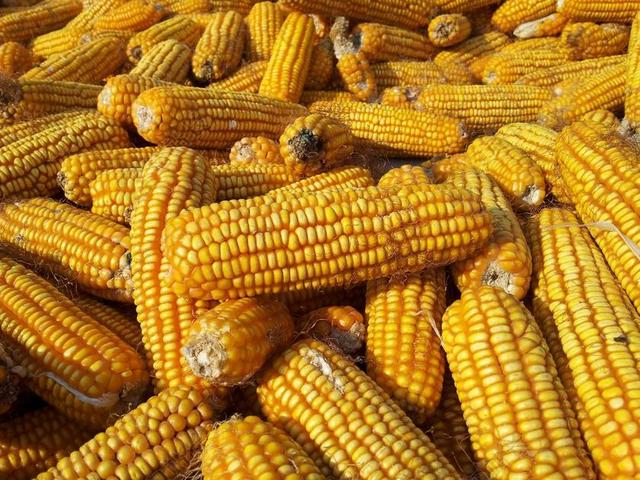 玉米 谷物 收获 秋天 食品 健康 素 黄色 金