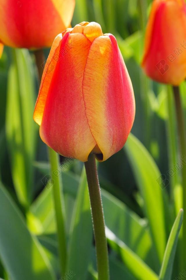 黄色 盛开 开花 芽 关闭 颜色 植物区系 花 鲜花 新鲜