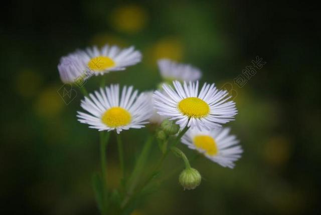 BKUME 小雏菊 野草 厂 叶子 开花 野生草药 路