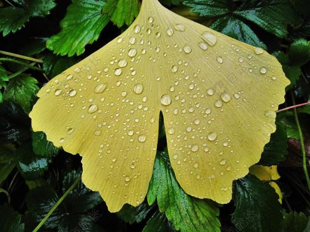 广告唯美银杏叶上的雨露背景图片