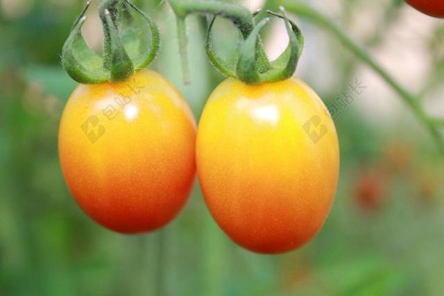 西红柿 夏季 水果 橙色西红柿 小西红柿 一对夫妇的西红柿 蔬菜